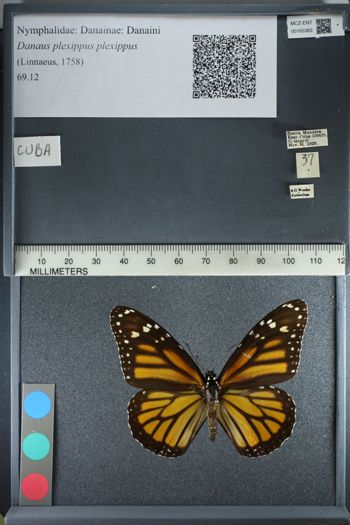 Media type: image;   Entomology 165383